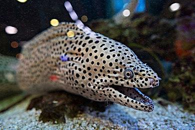 港服PS商店开启30周年纪念特卖 多款大作新史低